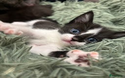 Mixed Breed cats for sale: 🌟Beautiful Oriental x Maine Coon Kittens🌟 - Image 4