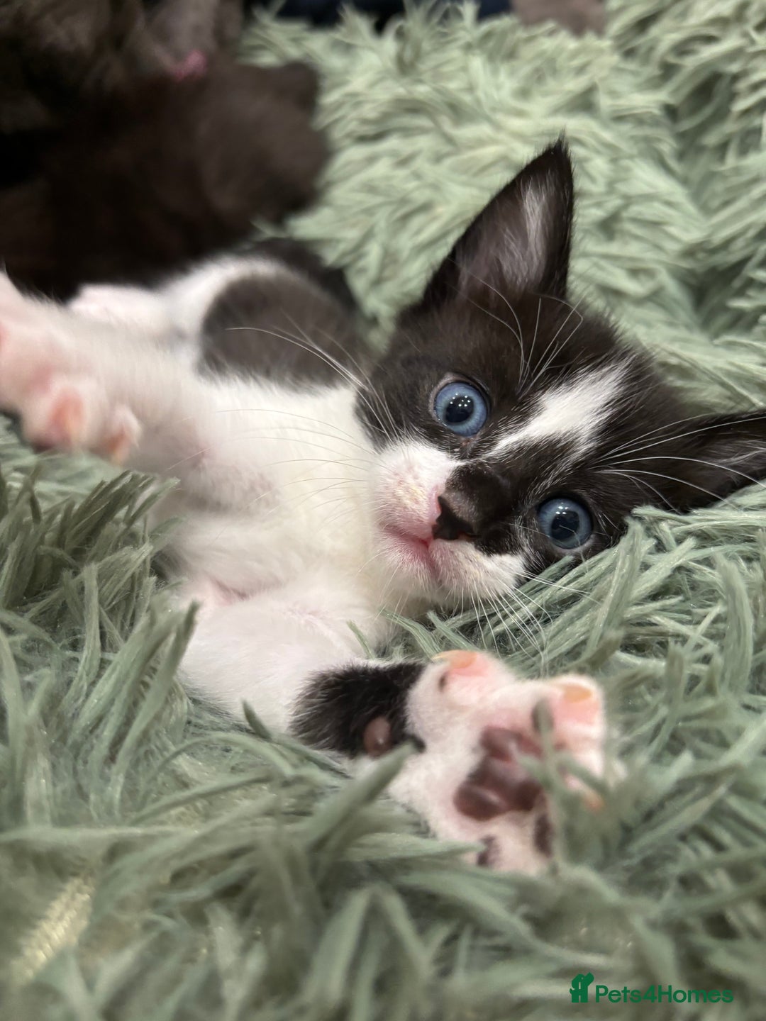 Mixed Breed cats for sale: 🌟Beautiful Oriental x Maine Coon Kittens🌟 - Image 4