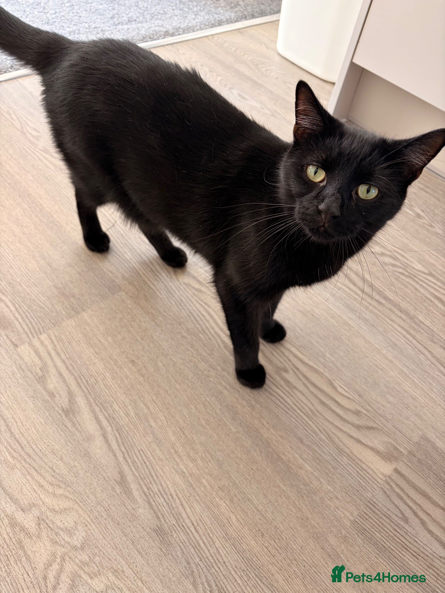Mixed Breed cats Rehome my cat Milo  - Advert 2