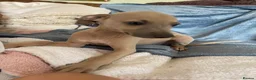 Mixed Breed dogs for sale: Stunning Wiggy’s Italian greyhound x whippet  - Advert 3