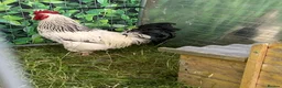 Chickens poultry for sale: Large Fowl Light Sussex Breeding Chicken 5 Birds - Advert 5