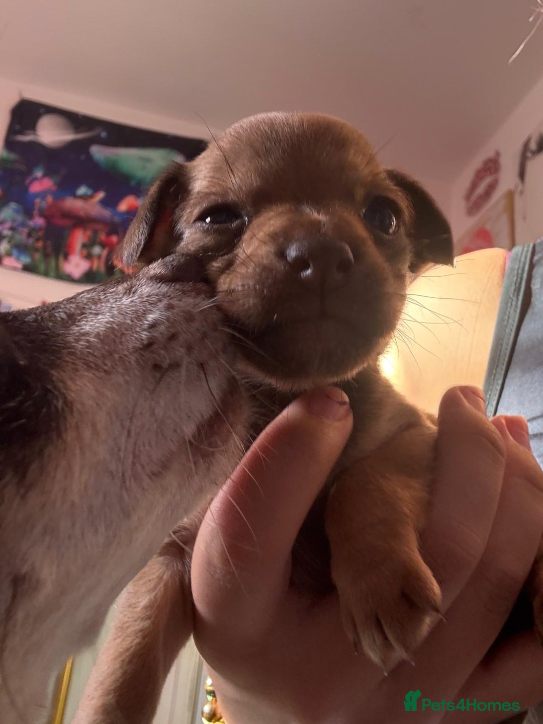 Mixed Breed dogs for sale: chihuahua mixed breed - Advert 15