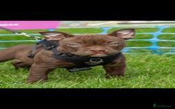 Mixed Breed dogs for sale: Very special extra small Bully type.  - Image 3