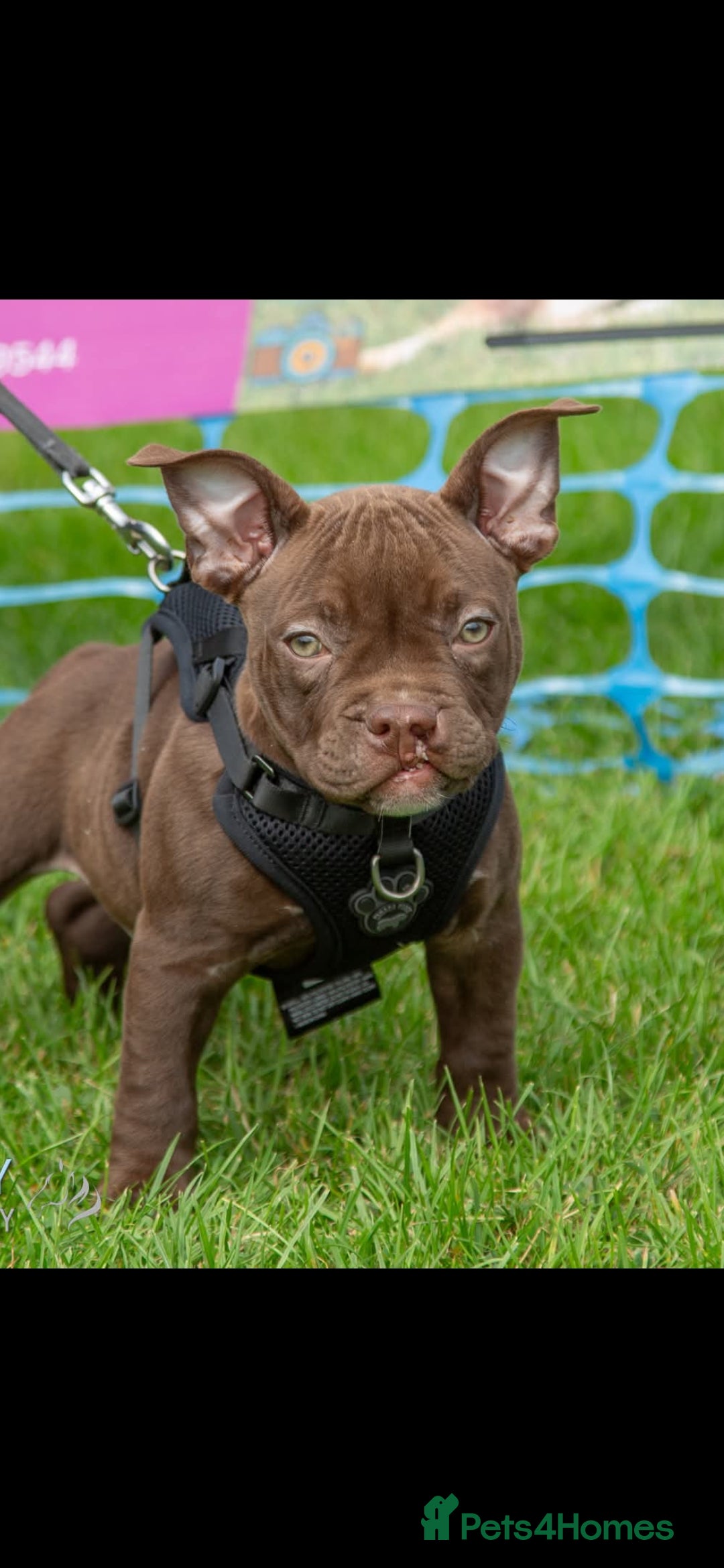 Mixed Breed dogs for sale: Very special extra small Bully type.  - Image 3