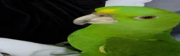 Parrots birds for sale: Talking Yellow naped amazon  - Advert 7