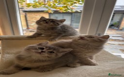 Scottish Fold cats for sale: Pedigree Scottish fold and straight kittens - Image 8