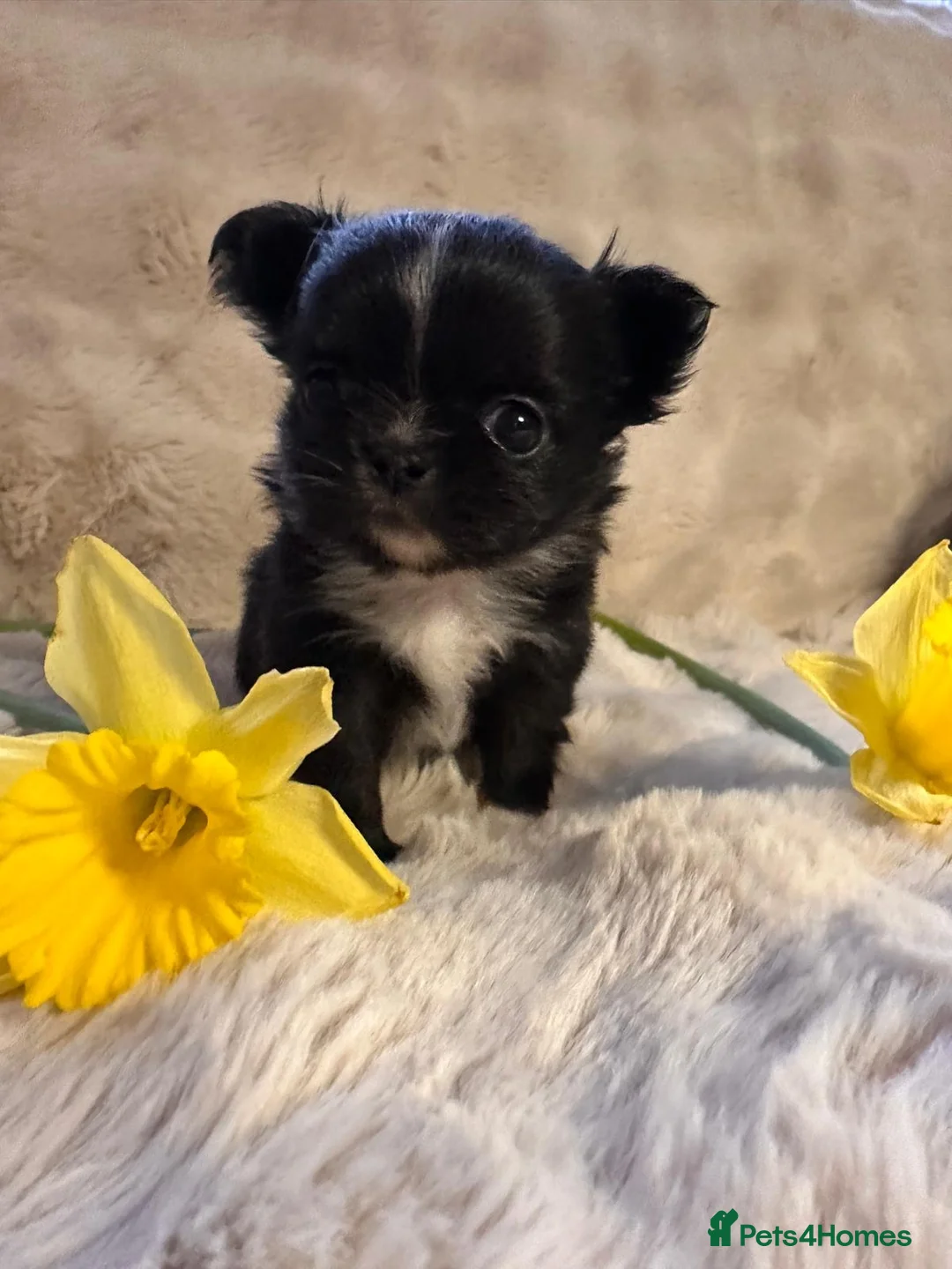 Chihuahua dogs for sale: Long hair, beautiful chihuahuas - Advert 7