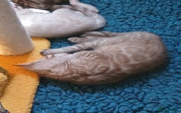 Bengal cats for sale: TICA Family-raised Bengal Kittens Vet Checked - Image 30