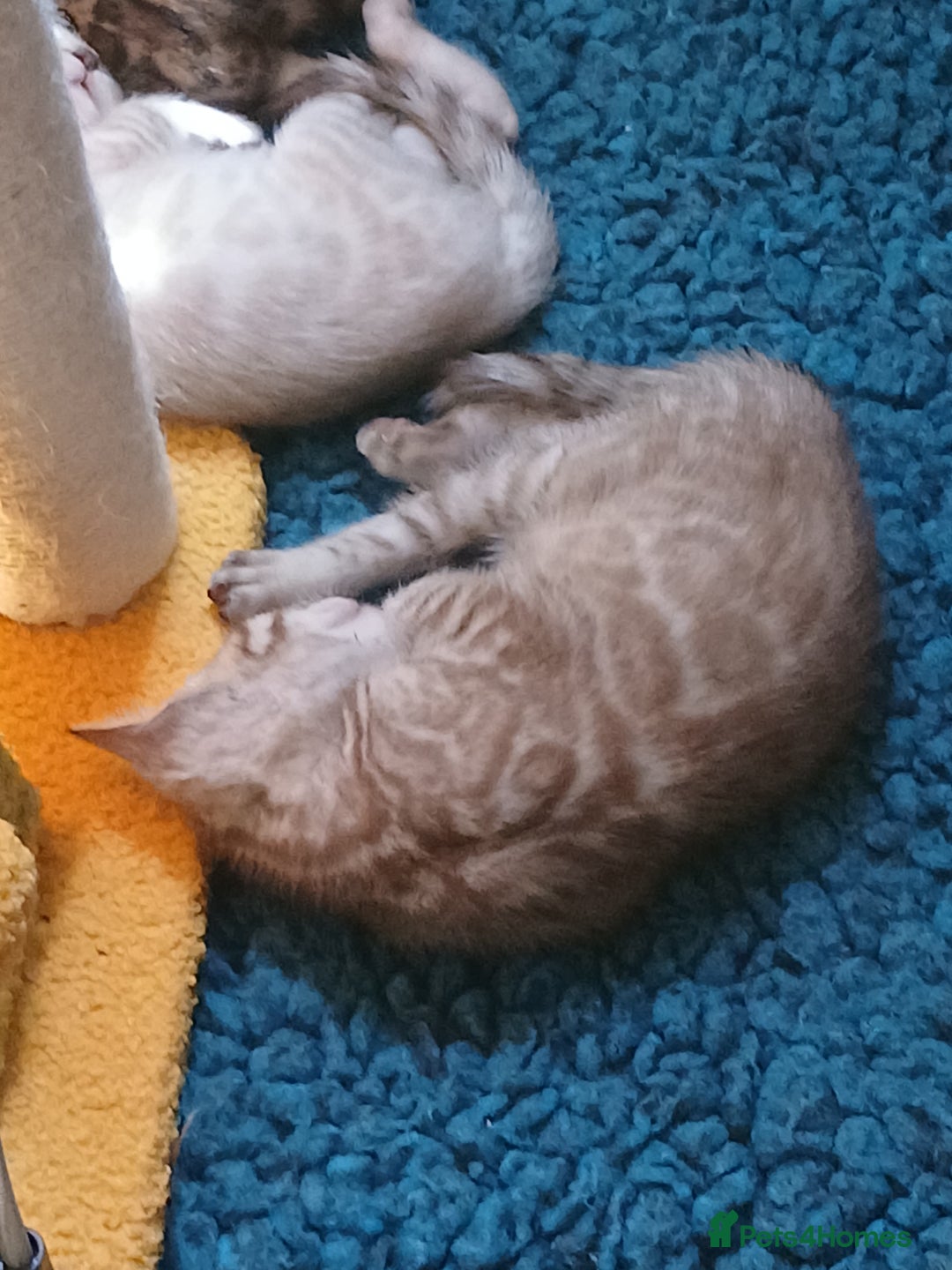 Bengal cats for sale: TICA Family-raised Bengal Kittens Vet Checked - Image 30