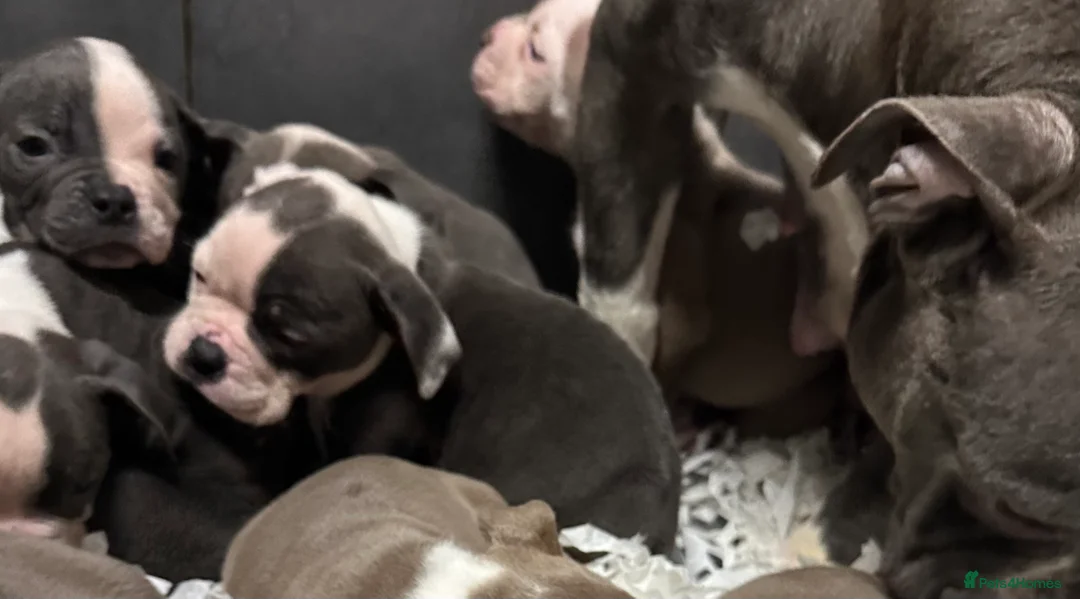 Old Tyme Bulldog dogs for sale: 23 years 5⭐️Rated Licensed professionals  - Advert 7