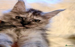 Maine Coon cats for sale: Main Coon kittens for sale  - Advert 10