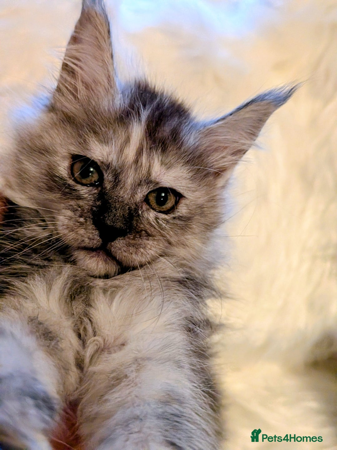 Maine Coon cats for sale: Main Coon kittens for sale  - Advert 10