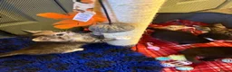 Mixed Breed cats for sale: Beautiful kittens  - Advert 7