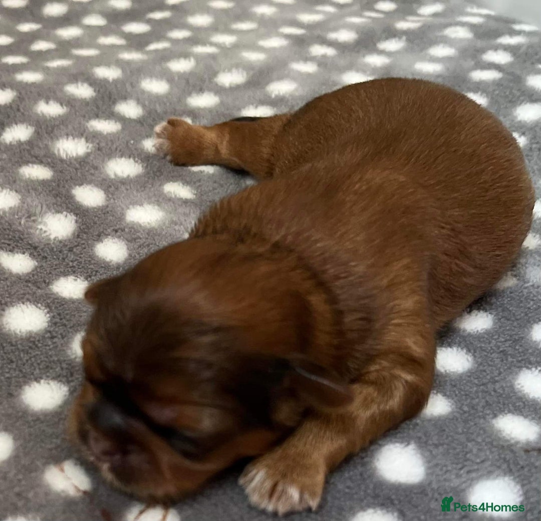 Shih Tzu dogs for stud: Stunning shihtzu stud in Wrexham - Advert 10