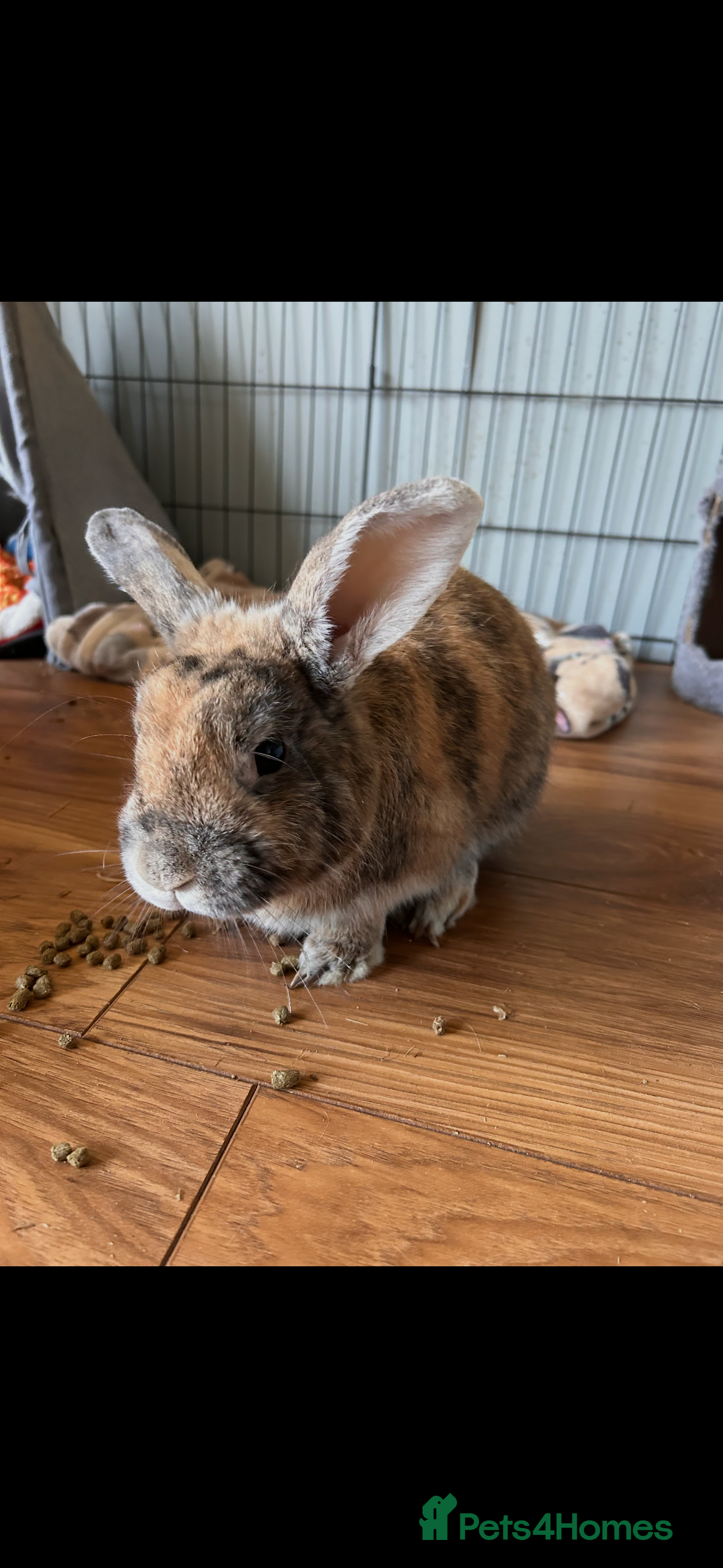 Mixed Breed rabbits Rabbit for rehoming - Advert 9