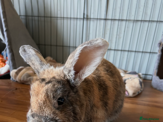 Mixed Breed rabbits Rabbit for rehoming - Advert 17