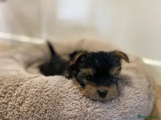 Yorkshire Terrier dogs ONLY GREY BOY-Pedigree Yorkshire Terriers - Advert 18