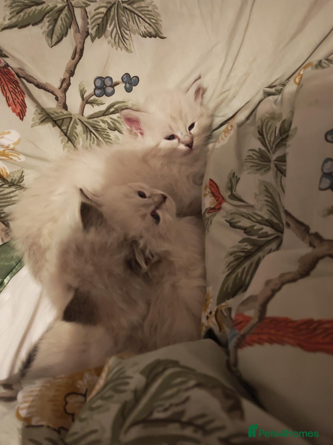 Siberian cats for sale: GCCF +TICA parents - Image 2