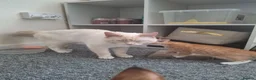 Mixed Breed cats for sale: Bengamese mix litter - Advert 3