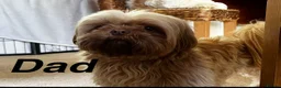 Shih Tzu dogs for sale: Shih Tzu puppies - Advert 3