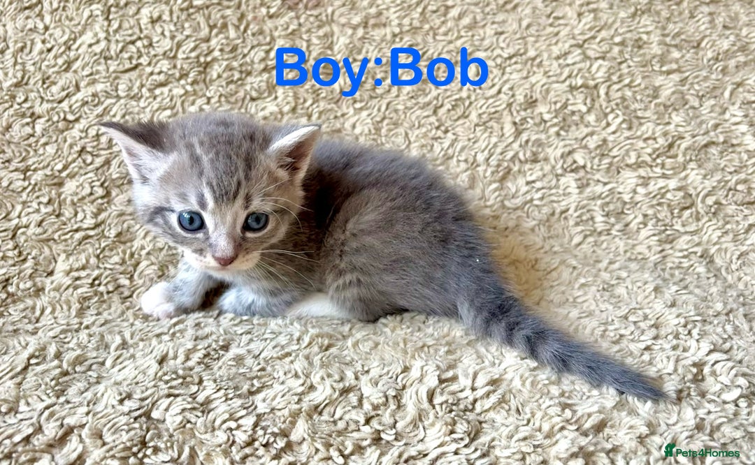 Exotic cats for sale: READY Silver Tabby cross exotic Fur Babies - Image 12