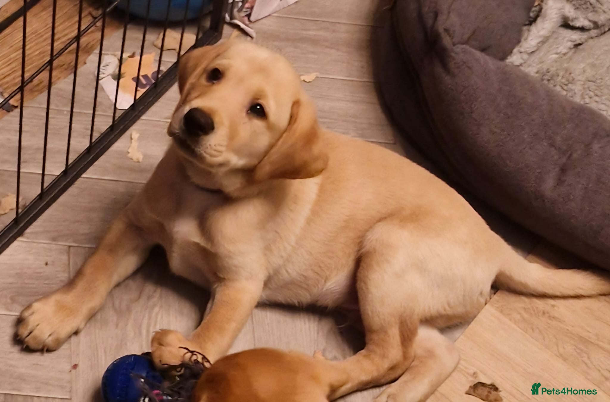 Labrador Retriever dogs Labrador puppies - Advert 19