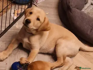 Labrador Retriever dogs Labrador puppies - Advert 19