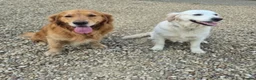 Golden Retriever dogs for sale: Golden Retriever Puppies for Loving Family Homes in Dorchester - Advert 14