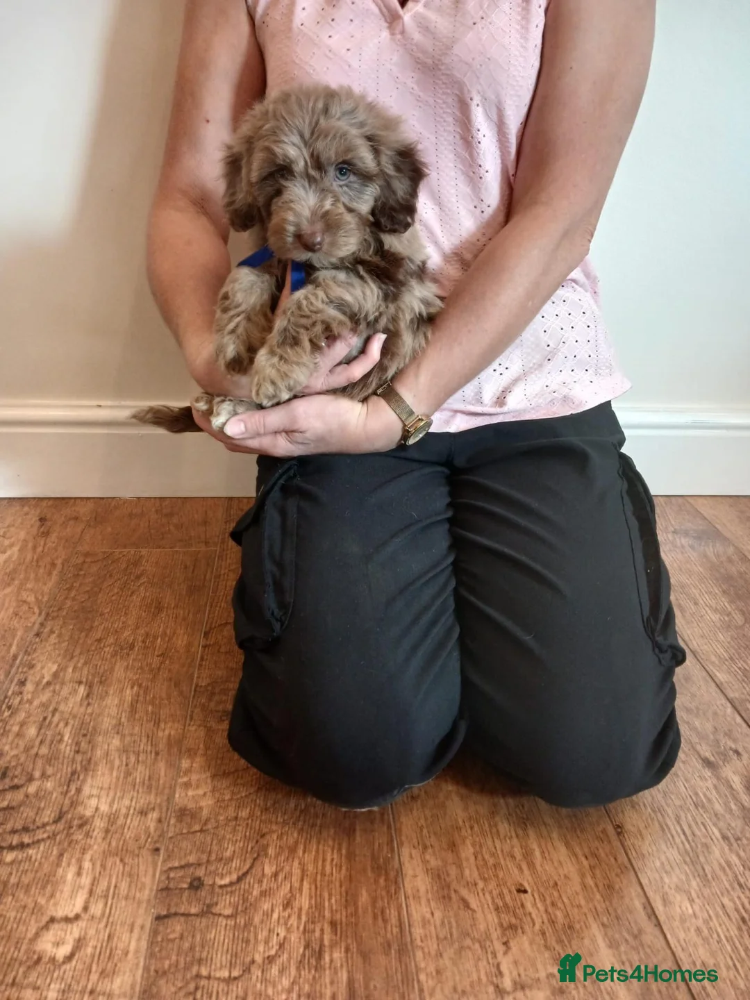 Cockapoo dogs for sale: Cockapoo puppies  - Advert 28
