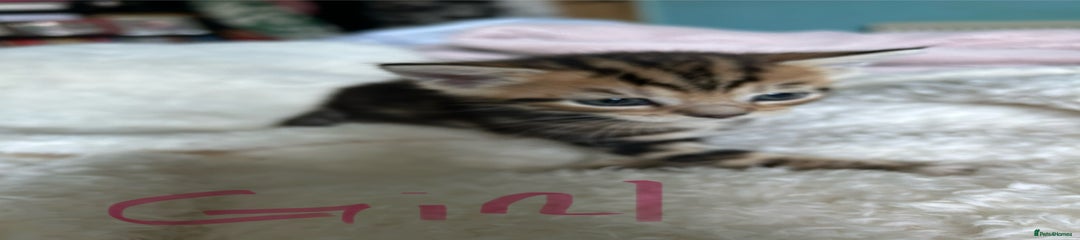 Domestic Shorthair Kitten 3