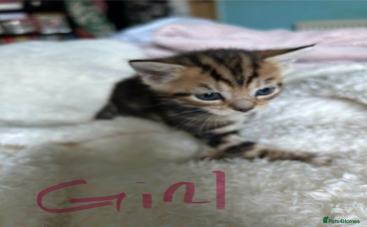 Domestic Shorthair cats - Advert 1