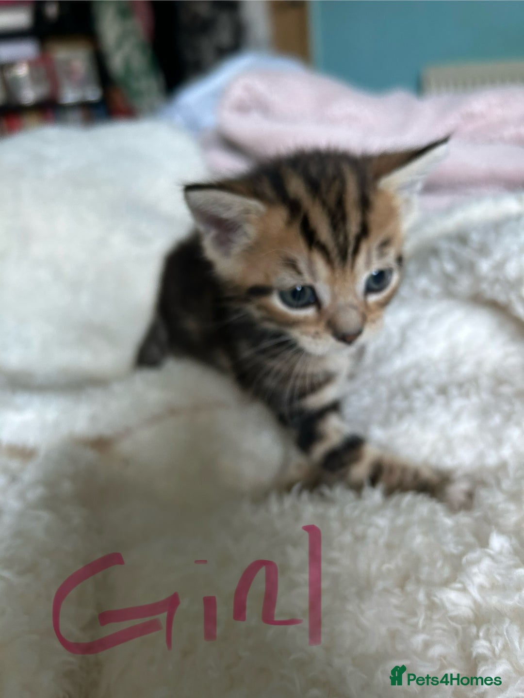Domestic Shorthair cats for sale: Domestic beautiful kittens  - Image 1