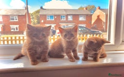 Mixed Breed cats for sale: Beautiful ginger boys  - Image 1