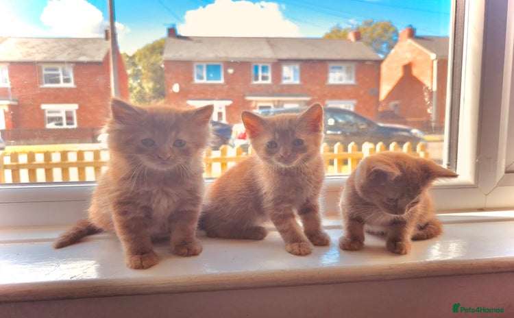Mixed Breed cats - Advert 1