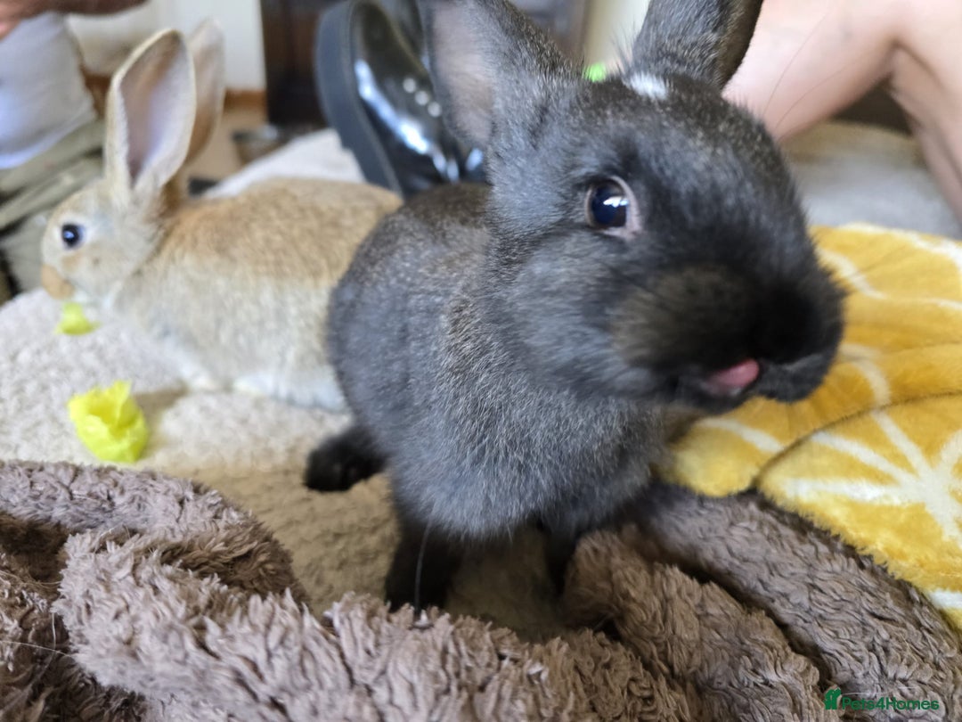 Continental Giant rabbits for sale: Continental Giant boys - Image 3