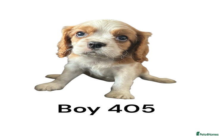 Cavalier King Charles Spaniel dogs - Advert 2