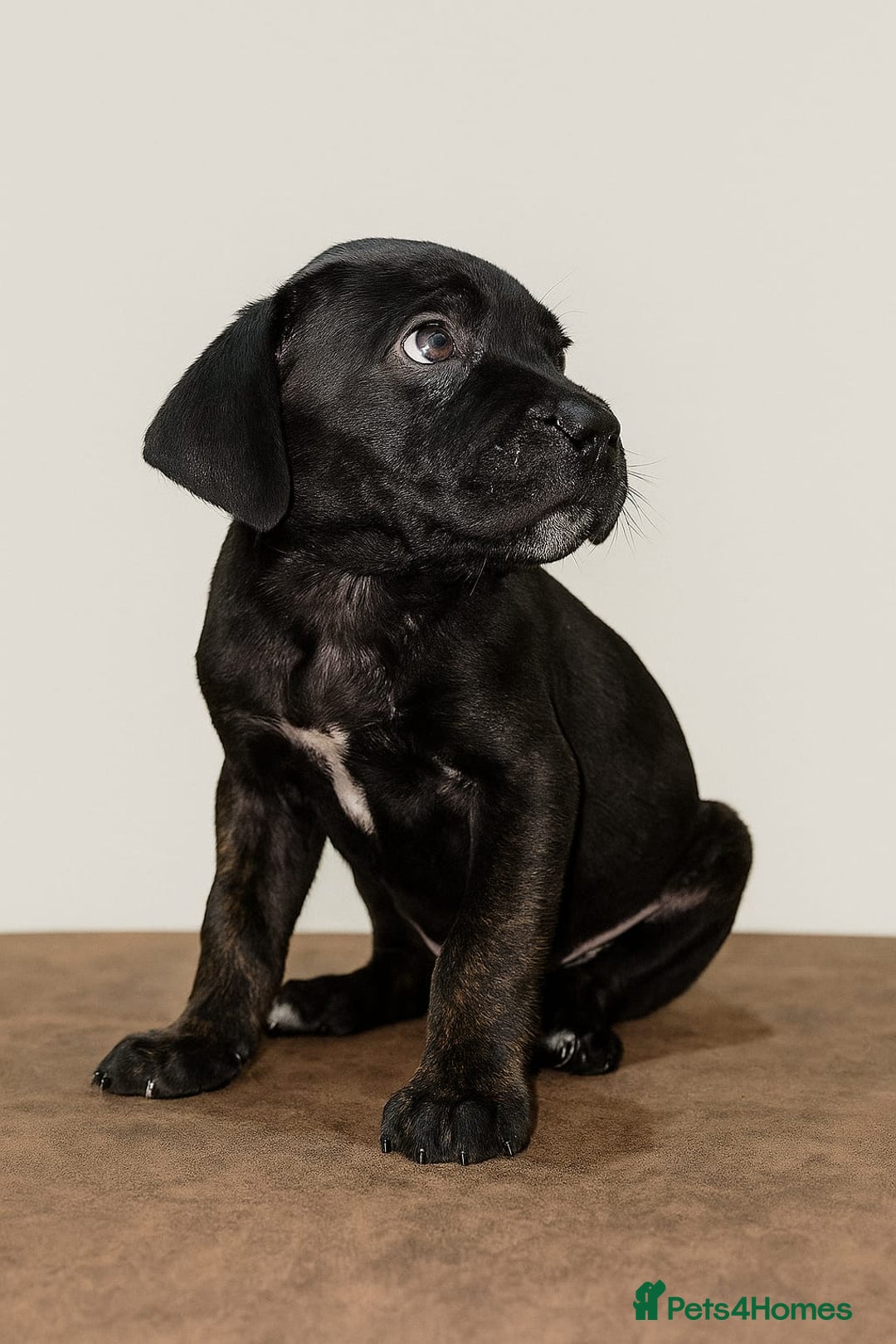 Cane Corso dogs for sale: Russian/Romanian cane corso pups Available  - Advert 3