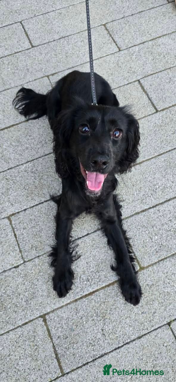 Cocker Spaniel dogs for sale: Will you give Bella the home she needs? - Advert 4