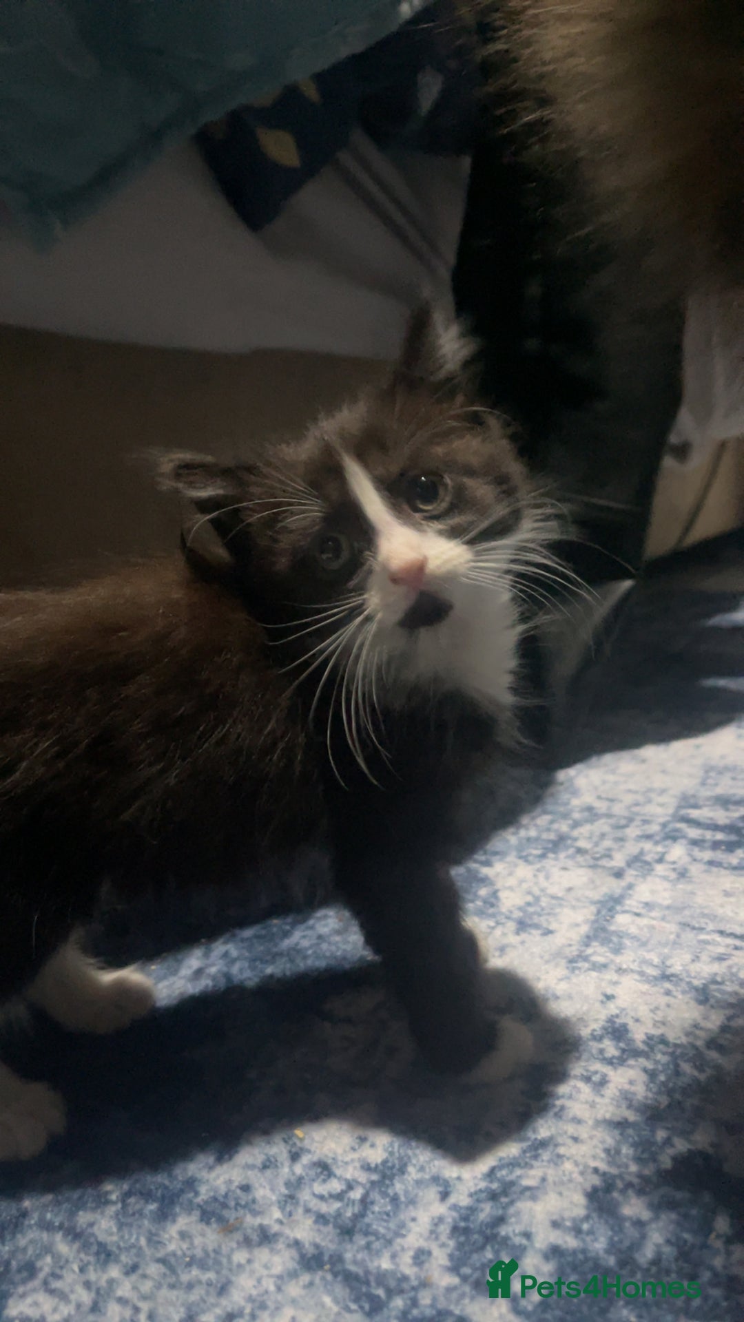 Mixed Breed cats for sale: 3 super friendly kittens - Advert 2