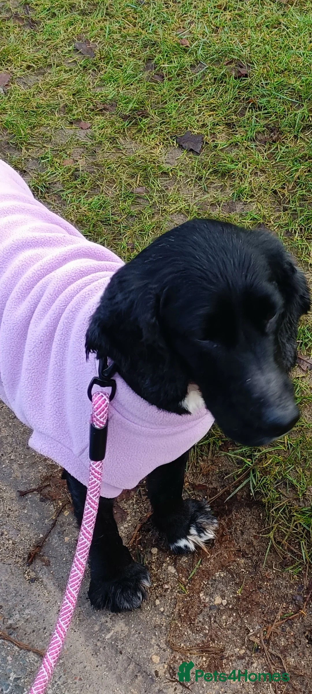 Cocker Spaniel dogs for sale: Beautiful black cocker spaniel (working/show) - Advert 2