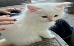 Ragdoll cats for sale: Beautiful Ragdoll Kittens, 2 Flamepoint, 1 mitted - Image 7