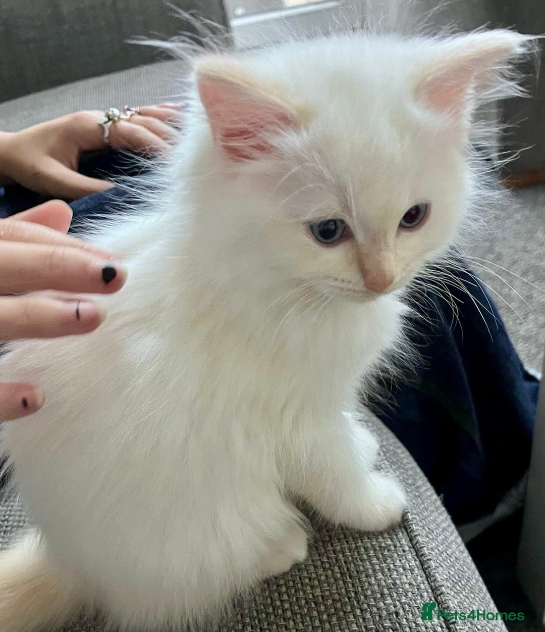 Ragdoll cats for sale: Beautiful Ragdoll Kittens, 2 Flamepoint, 1 mitted - Image 7