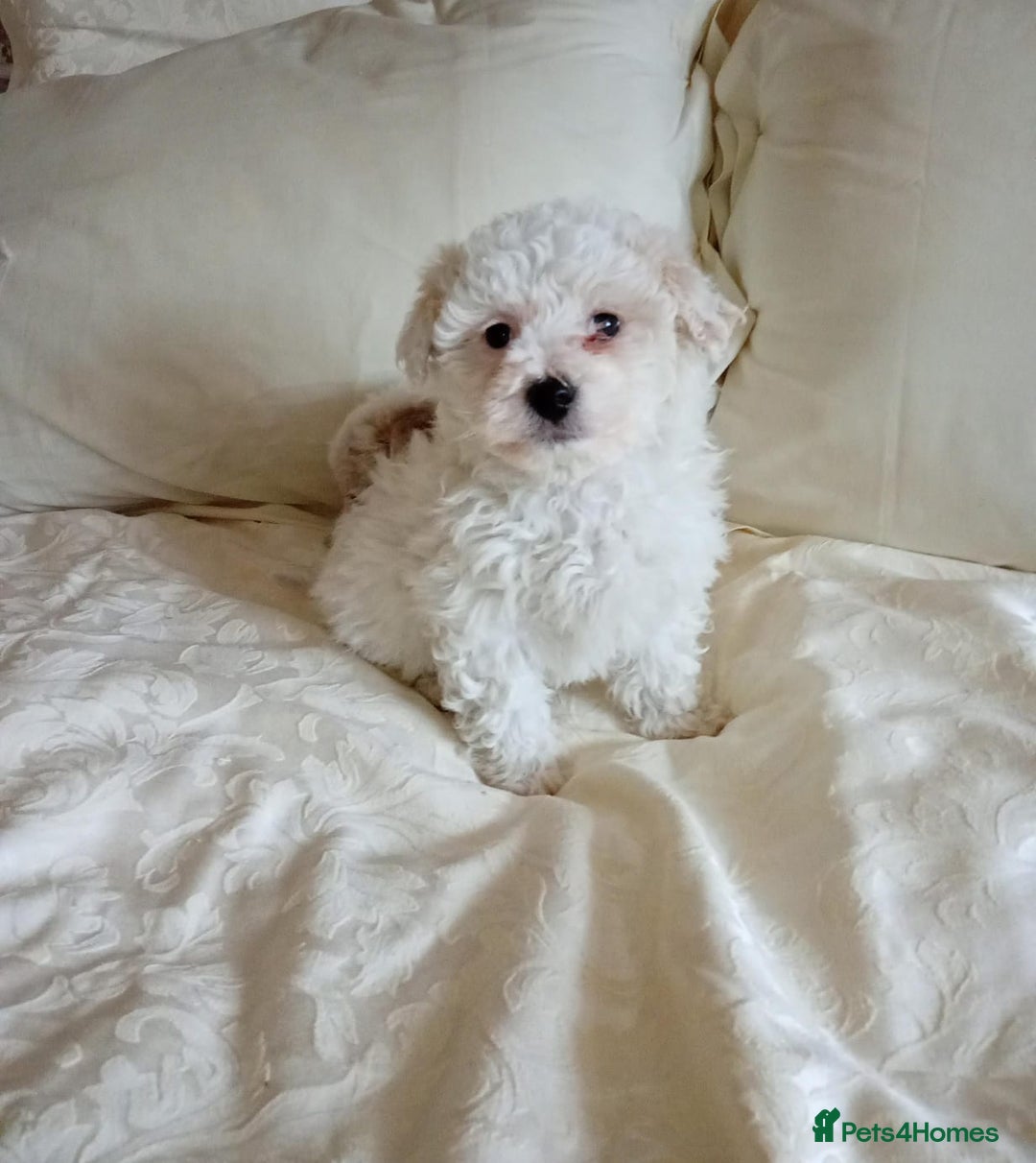 Maltipoo dogs for sale: Maltipoo puppies  - Advert 2