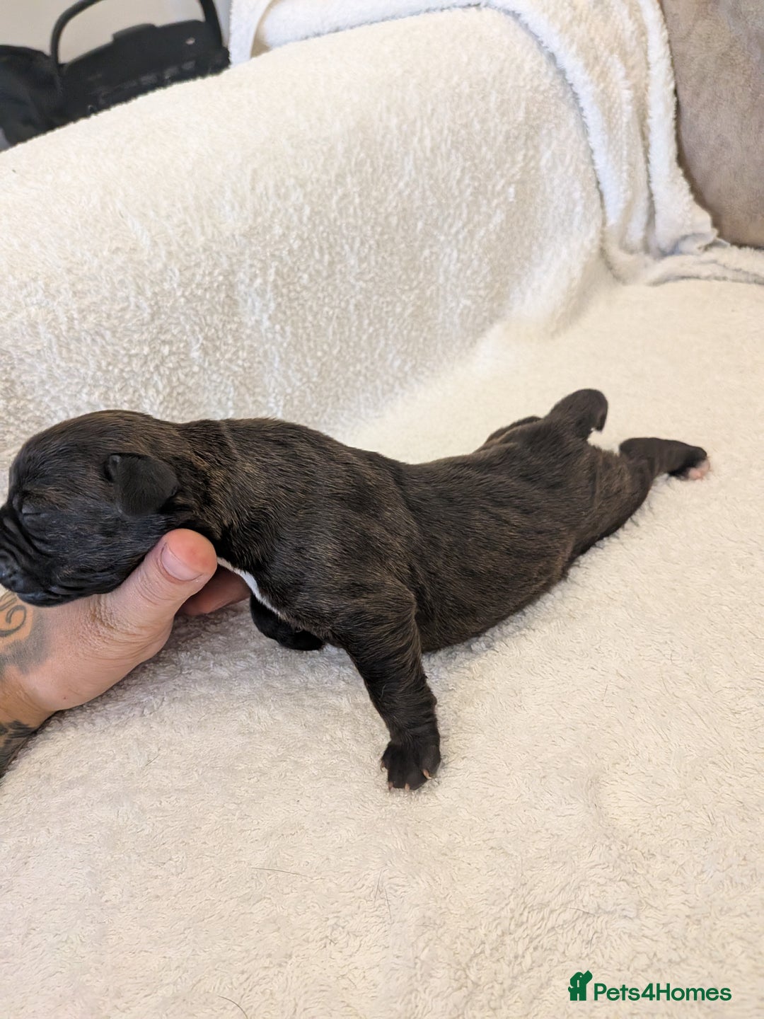 Mixed Breed dogs for sale: Cockerbull puppies  - Image 32