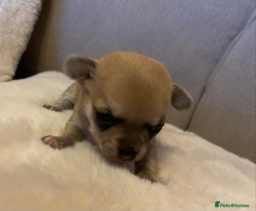Chihuahua dogs for sale: Stunning Chihuahuas  - Advert 10
