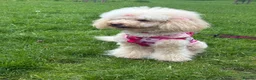 Cockapoo dogs for sale: COCKAPOO PUPPIES beautiful  in Oldham - Advert 15