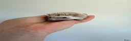 Pygmy Hedgehog rodents for sale: Hoglets available for reservation  - Advert 6