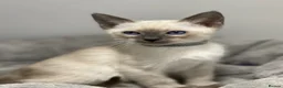 Siamese cats for sale: GCCF Registered Siamese Kittens  - Advert 10