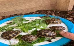 Hermann Tortoise reptiles for sale: Baby Hermanns tortoises  - Advert 4