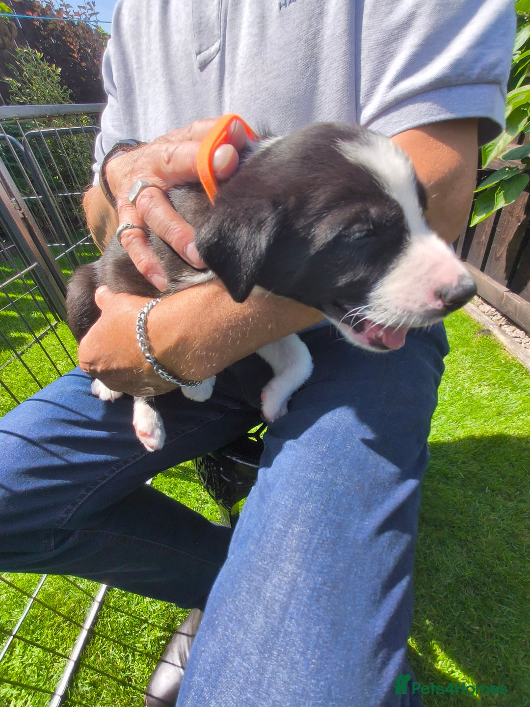 Border Collie dogs for sale: Border Collie pups for sale - Image 16
